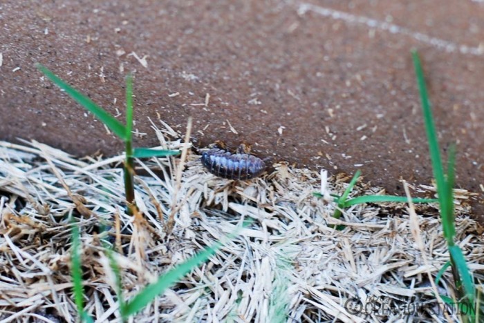 Science in your own backyard with a backyard bug hunt - MJCS