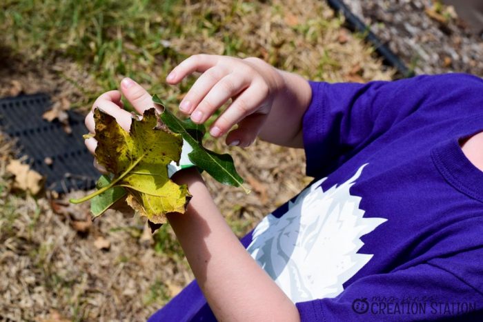 All About My Leaf Science Activity