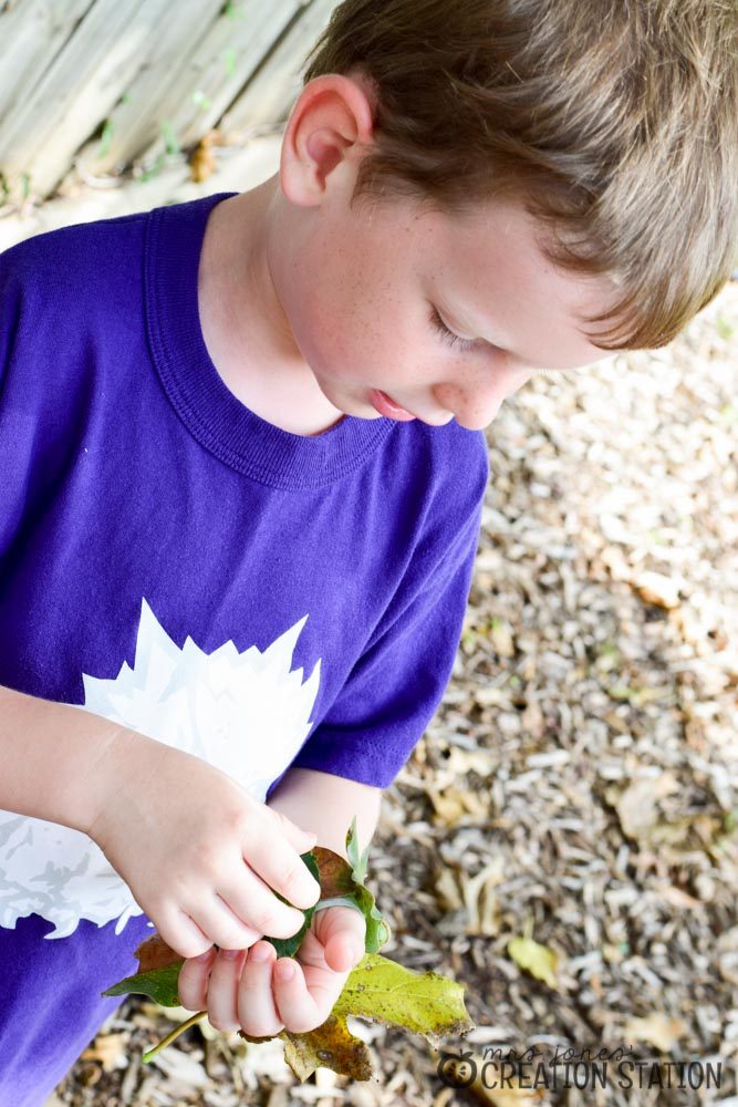 All About My Leaf Science Activity